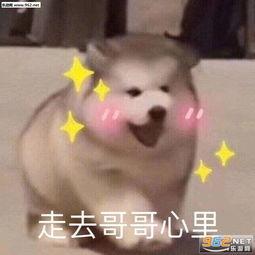 色哥表情包图片大全,色哥表情包图片大全，欢乐无限